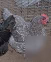 10 jersey giant chicken hatching eggs for incubator 