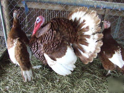 6 bourbon red turkey hatching eggs npip free shipping 