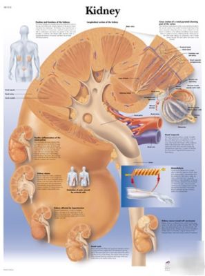 3B scientific human kidney anatomical chart(laminated)