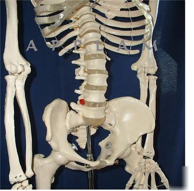 New * *1ST qlty life size human skeleton anatomical model
