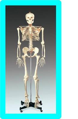 New * *1ST qlty life size human skeleton anatomical model