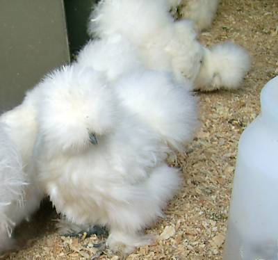 6 white bearded silkie chicken eggs for hatching 