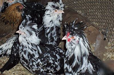 6 + mottled houdan chicken eggs for hatching