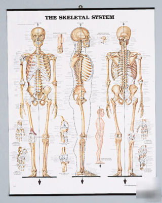 Skeletal system wall chart picture 20