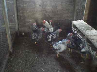 Silver wyandotte chicken incubator hatching eggs 12+
