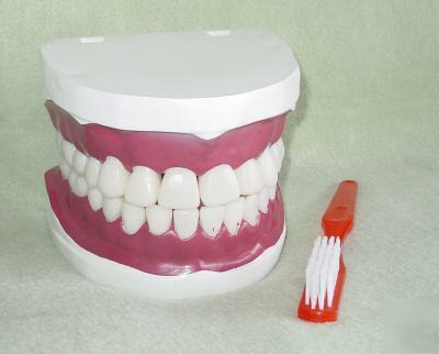 New giant dental care model, anatomical teeth model 