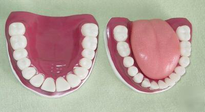 New giant dental care model, anatomical teeth model 