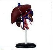 Pocket size human liver organs medical anatomical model