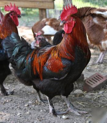 12 french black copper maran - chicken hatching eggs