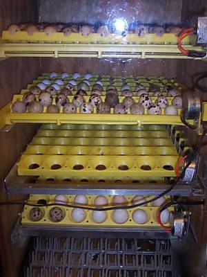 5 tray hatching egg incubator 