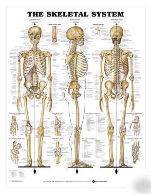 The human anatomical skeletal system laminated chart