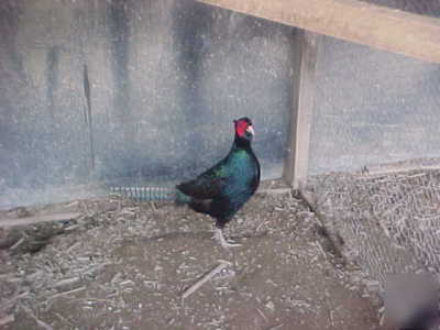 12+ melanistic black pheasant hatching eggs