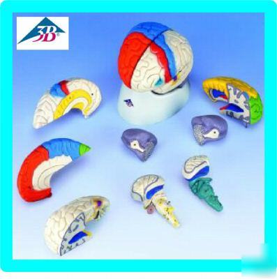 3B scientific 8PC human neuro anatomical brain model