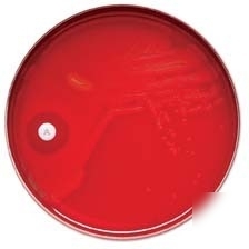 Bd taxo p discs for differentiation of pneumococci, bd