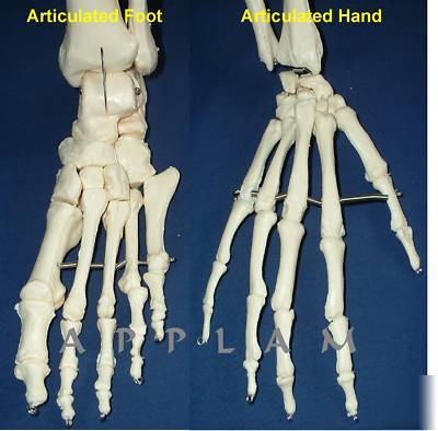 New * *1ST qlty life size human skeleton anatomical model