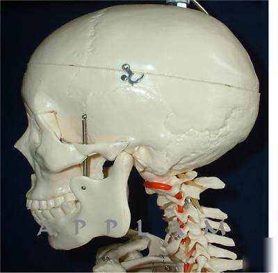 New * *1ST qlty life size human skeleton anatomical model
