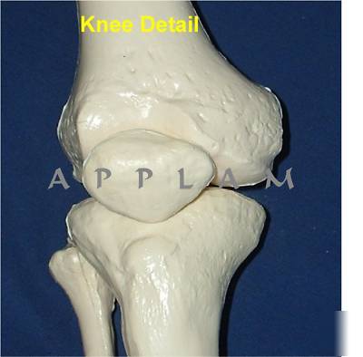 New * *1ST qlty life size human skeleton anatomical model