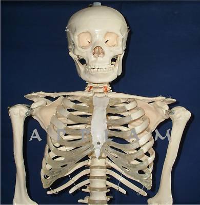New * *1ST qlty life size human skeleton anatomical model