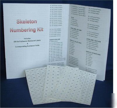 New * *1ST qlty life size human skeleton anatomical model