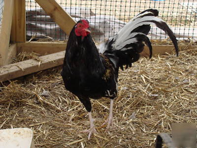 7+brass back butcher gamefowl hatching eggs 