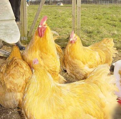 12 buff orpington chicken hatching eggs - great layers