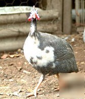 15+ guinea pearl & pearl pied hatching eggs pure npip