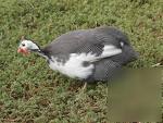 15+ guinea pearl & pearl pied hatching eggs pure npip