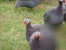 15+ guinea pearl & pearl pied hatching eggs pure npip