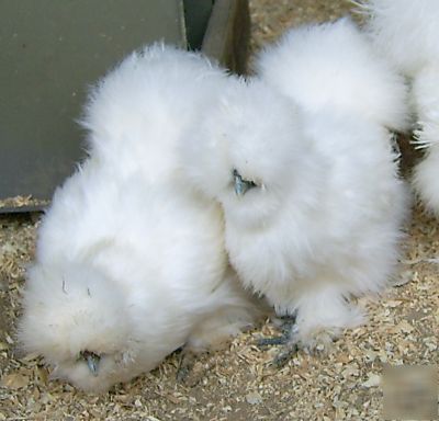 6 white bearded silkie chicken eggs for hatching 