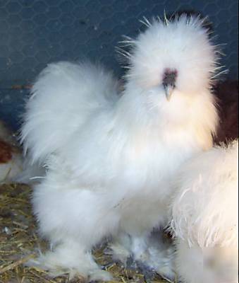 6 white bearded silkie chicken eggs for hatching 