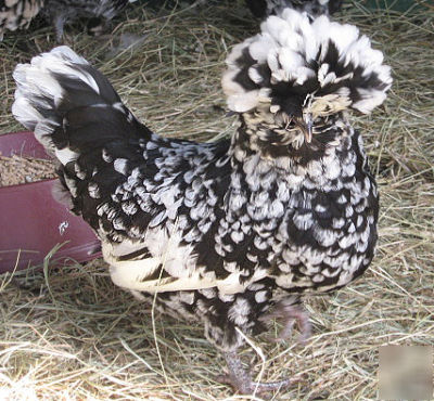 6 very rare black mottled houdan bantam hatching eggs