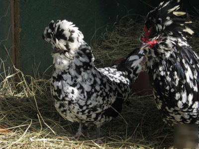 6 very rare black mottled houdan bantam hatching eggs