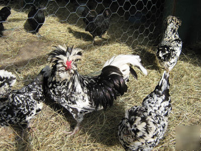 6 very rare black mottled houdan bantam hatching eggs
