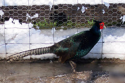 10 + melanistic mutant pheasant aka black pheasant eggs
