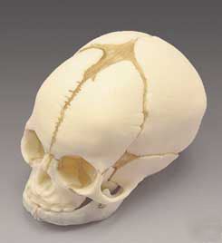 Skull, fetal skull professional lfa # 2236 #