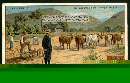 Plowing with cattle in south africa farming C1903 card
