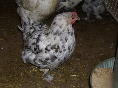 18 blue splash marans fertile hatching eggs