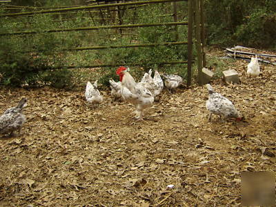 18 blue splash marans fertile hatching eggs