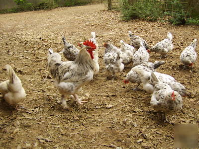 18 blue splash marans fertile hatching eggs
