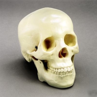 New life size human adult skull anatomical model 