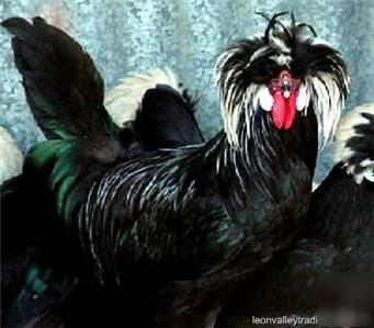 6+ white crested black polish btm hatching eggswcbp-B1