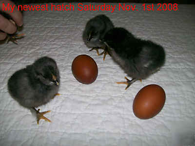 Black copper marans 10+ hatching eggs french wade jeane