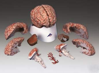 Brain medial deluxe anatomical model w arteries #2115*