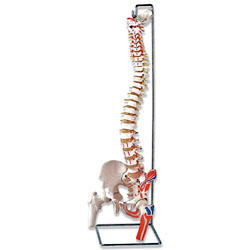 Nasco's flexible vertebral column with femur heads