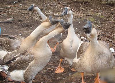 8+ chinese brown geese hatching eggs