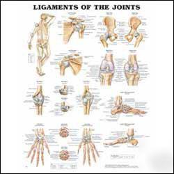 Ligaments of the joints anatomical chart/charts/models