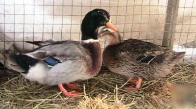 Eight (8) rouen duck hatching eggs