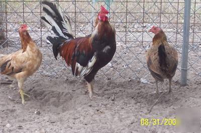 Game large old time chicken 3 fertile hatching eggs
