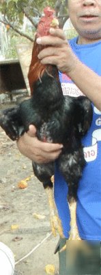 Gamefowl hatching eggs 10 pure thai asil (ganoi)
