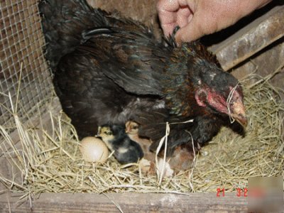 Gamefowl hatching eggs 10 pure thai asil (ganoi)